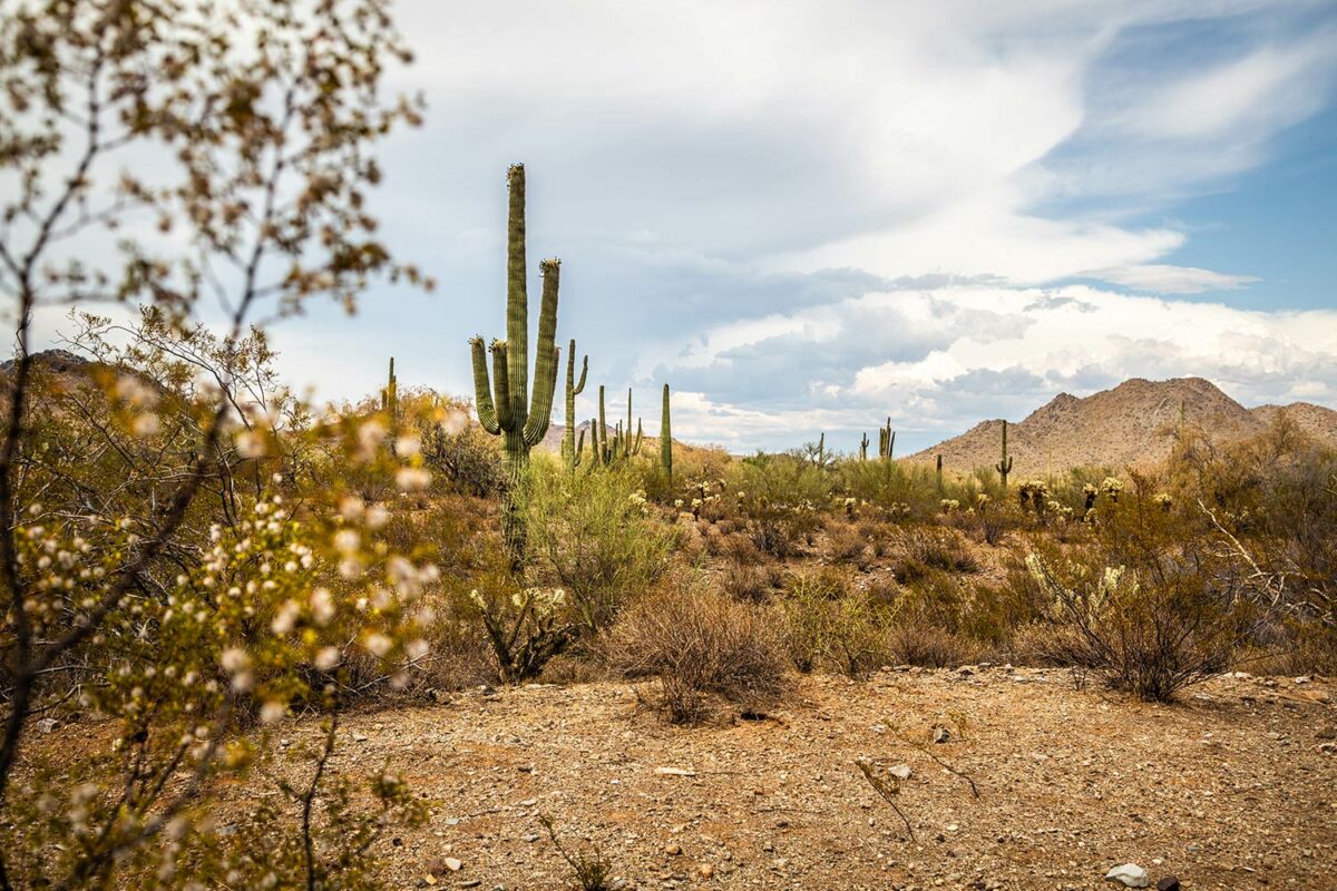 Arizona desert